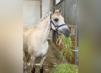 Galés B, Yegua, 10 años, 130 cm, Palomino