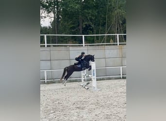 Galés B, Yegua, 11 años, 131 cm, Alazán-tostado