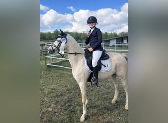 Galés B, Yegua, 11 años, 131 cm, Palomino