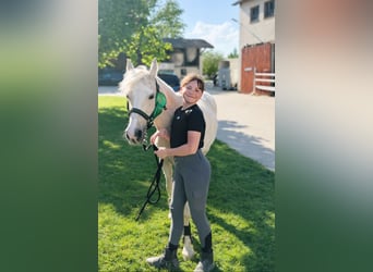 Galés B, Yegua, 11 años, 131 cm, Palomino