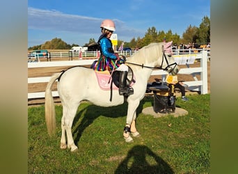 Galés B Mestizo, Yegua, 11 años, 132 cm, Tordo