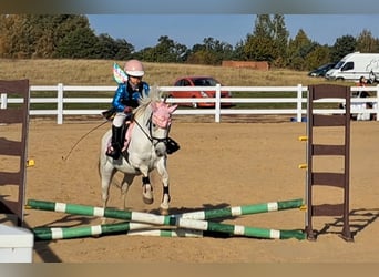 Galés B Mestizo, Yegua, 11 años, 132 cm, Tordo