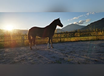 Galés B Mestizo, Yegua, 12 años, 135 cm, Alazán