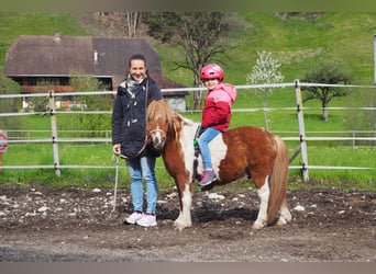 Galés B, Yegua, 13 años, 140 cm, Tobiano-todas las-capas