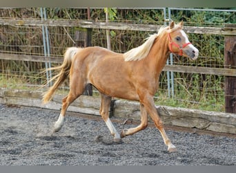 Galés B, Yegua, 14 años, 133 cm, Alazán