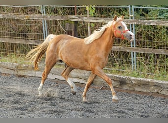 Galés B, Yegua, 14 años, 133 cm, Alazán