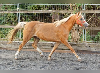 Galés B, Yegua, 14 años, 133 cm, Alazán