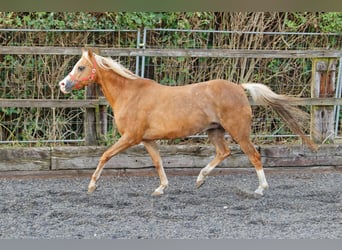 Galés B, Yegua, 14 años, 133 cm, Alazán