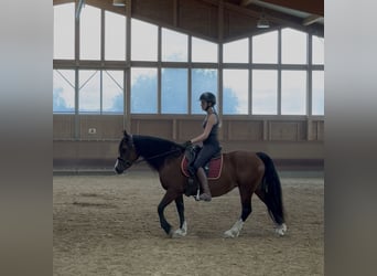 Galés B, Yegua, 14 años, 138 cm, Castaño