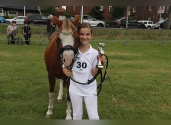 Galés B, Yegua, 15 años, 123 cm, Alazán-tostado