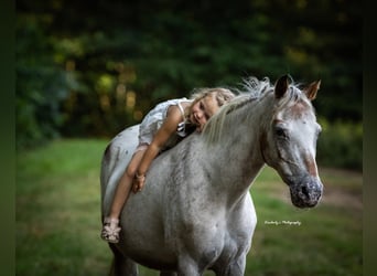 Galés B, Yegua, 15 años, 130 cm, Atigrado/Moteado