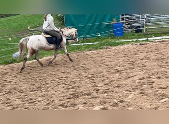 Galés B, Yegua, 15 años, 130 cm, Atigrado/Moteado