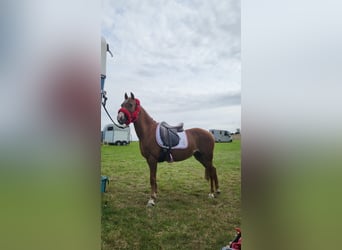 Galés B, Yegua, 16 años, 125 cm, Alazán