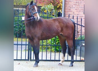 Galés B, Yegua, 16 años, 130 cm, Castaño