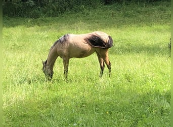 Galés B, Yegua, 1 año, 120 cm, Buckskin/Bayo