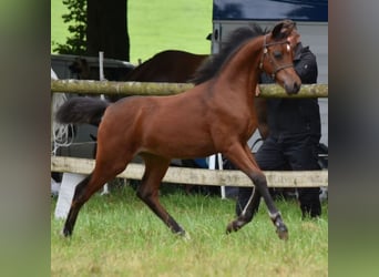 Galés B, Yegua, 1 año, 134 cm, Castaño oscuro