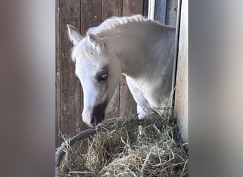 Galés B, Yegua, 1 año, 135 cm, Palomino