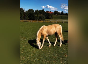 Galés B, Yegua, 1 año, 135 cm, Palomino