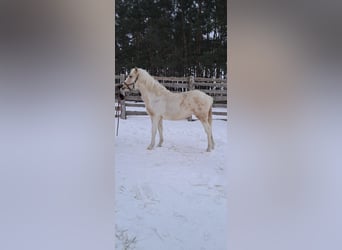 Galés B Mestizo, Yegua, 1 año, 135 cm, Palomino