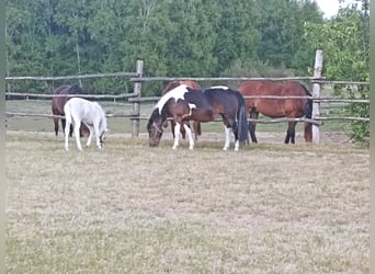 Galés B Mestizo, Yegua, 1 año, 135 cm, Palomino