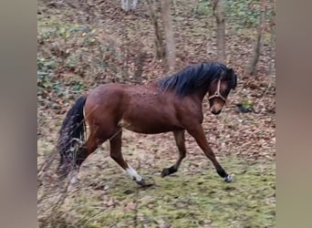 Galés B, Yegua, 1 año, 136 cm, Castaño oscuro