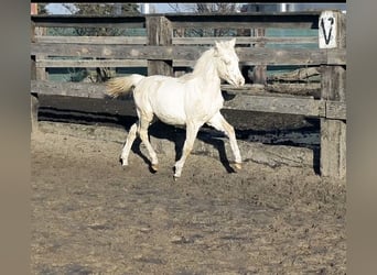 Galés B, Yegua, 1 año, Cremello