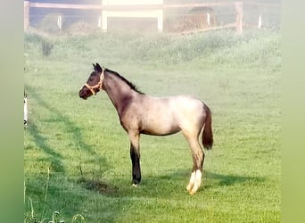 Galés B, Yegua, 2 años, Ruano azulado