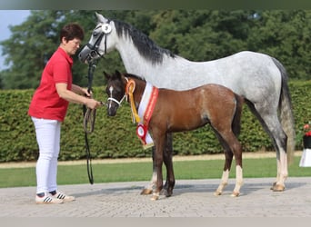 Galés B, Yegua, 2 años, Ruano azulado