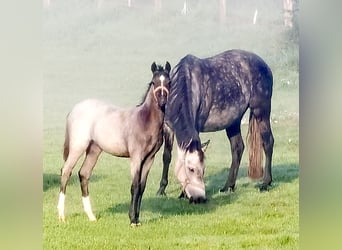 Galés B, Yegua, 2 años, Ruano azulado