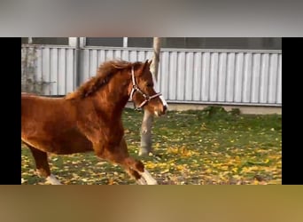 Galés B, Yegua, 3 años, 120 cm, Alazán