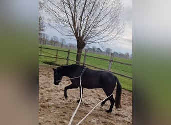 Galés B, Yegua, 3 años, 125 cm, Negro