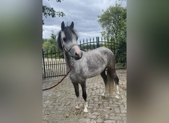 Galés B, Yegua, 3 años, 125 cm, Tordo