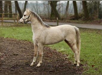 Galés B, Yegua, 3 años, 126 cm, Palomino