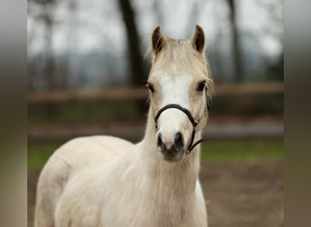 Galés B, Yegua, 3 años, 126 cm, Palomino