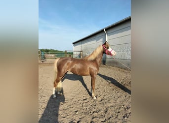 Galés B, Yegua, 3 años, 128 cm, Alazán