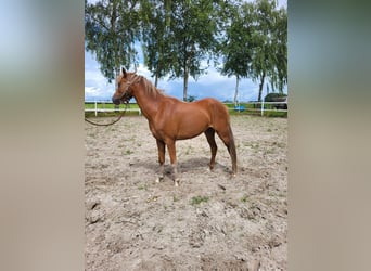 Galés B, Yegua, 3 años, 133 cm, Alazán