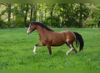 Galés B, Yegua, 3 años, 134 cm, Castaño