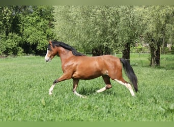 Galés B, Yegua, 3 años, 134 cm, Castaño