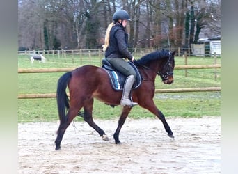 Galés B Mestizo, Yegua, 3 años, 135 cm, Castaño