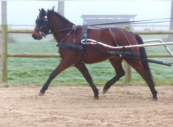 Galés B Mestizo, Yegua, 3 años, 135 cm, Castaño