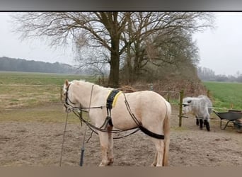 Galés B, Yegua, 3 años, Palomino