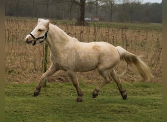 Galés B, Yegua, 3 años, Palomino