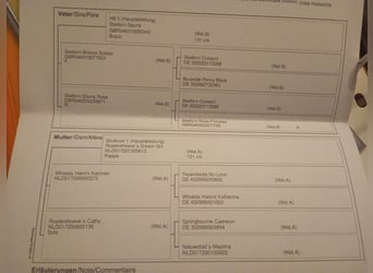 Galés B, Yegua, 4 años, 120 cm