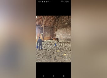 Galés B, Yegua, 4 años, 125 cm, Alazán