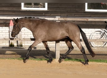 Galés B, Yegua, 4 años, 125 cm, Negro