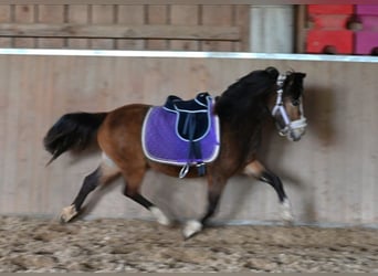 Galés B, Yegua, 4 años, 127 cm, Bayo