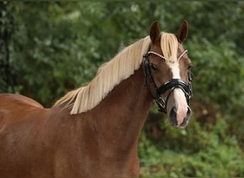 Galés B, Yegua, 4 años, 130 cm, Alazán