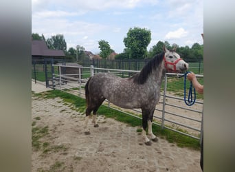 Galés B, Yegua, 4 años, 130 cm, Tordo ruano