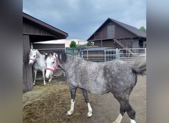 Galés B, Yegua, 4 años, 130 cm, Tordo ruano