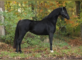 Galés B, Yegua, 4 años, 131 cm, Negro